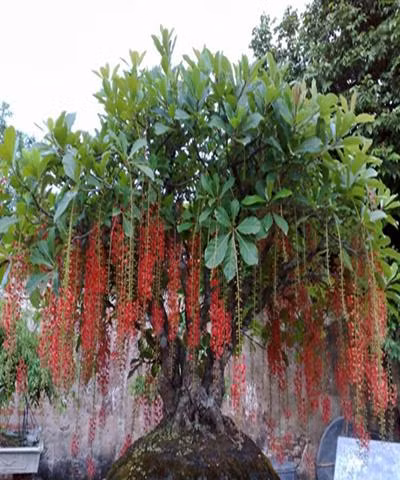 Top cay phong thuy trong truoc nha don tai loc, xua duoi ta khi-Hinh-2