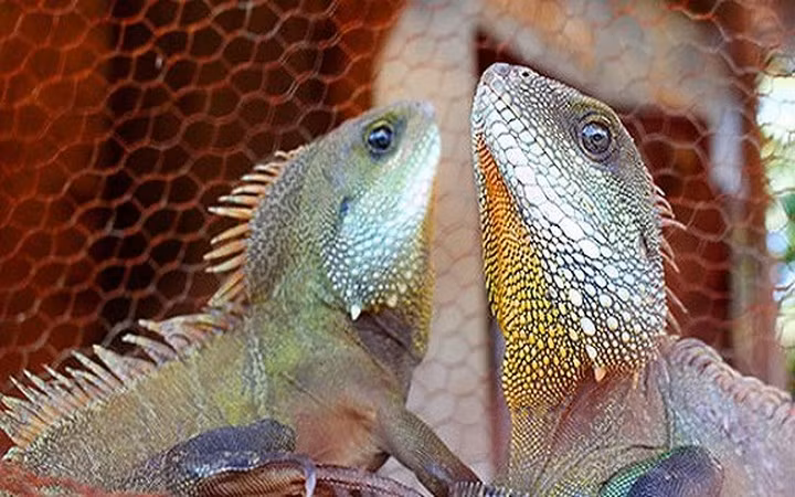 Kỳ tôm (tên khoa học là Physignathus Cocincinus) là động vật hoang dã sống ở đồi núi, trên cây gần sông suối ao hồ. Không như một số động vật khác, kỳ tôm có đặc tính cứ vào buổi chiều, khi mặt trời lặn là leo lên đậu ở các cành cây gần mặt nước, đến sáng xuống nước tắm rồi lên phơi nắng. (Ảnh: Soha)