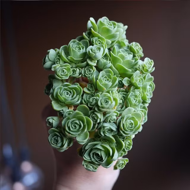 Không chỉ riêng sen đá hoa hồng, tất cả các loại sen đá nói chung đều phải được trồng trong chậu có lỗ thoát nước, nếu đất quá ẩm ướt rễ cây sẽ nhanh chóng bị úng thối. Để sen đá hoa hồng xanh sinh trưởng tốt, người trồng có thể mua sẵn các loại đất trồng cây tại các cửa hàng hoa, cây cảnh hoặc tự chế đất từ xỉ than đập vụn, đất hữu cơ và phân vi sinh.