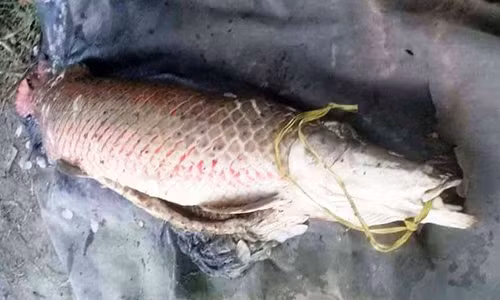 Ngu dan may man bat duoc ca huyet rong 