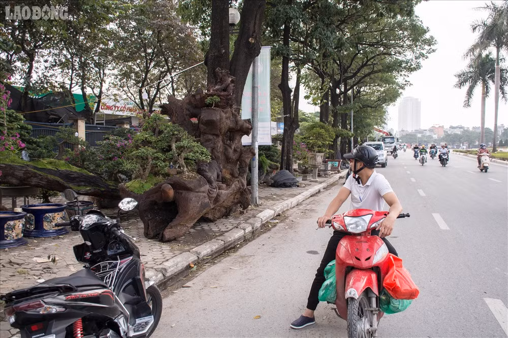 Nhiều người thích thú dừng chân ven đường ngắm bộ ba cây cảnh.