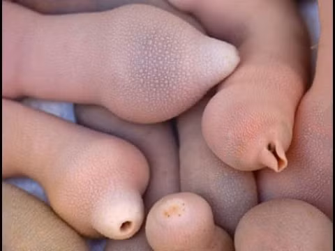 Cá dương vật Hình dáng bên ngoài của loại cá này rất giống hình dáng dương vật của nam giới nên người ta mới đặt cho nó một cái tên lạ lùng như vậy. Thực chất, đây là một loại giun thìa. Hàn Quốc người ta thường bắt chúng về, rửa sạch, thái lát ăn sống kèm muối và dầu mè. Điểm đặc biệt là món ăn này sẽ vẫn còn động đậy, ngọ nguậy trên dĩa khi bạn ăn.