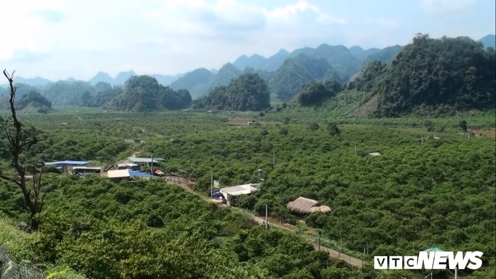 Thung Lũng Nà Ka (Mộc Châu, Sơn La) được biết đến với cánh đồng trồng mận hậu, mỗi năm rừng mận này cho thu hoạch hàng ngàn tấn cung cấp đi khắp các cả nước.