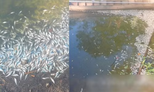 Cá chết trắng ở ao cá tiền tỷ.