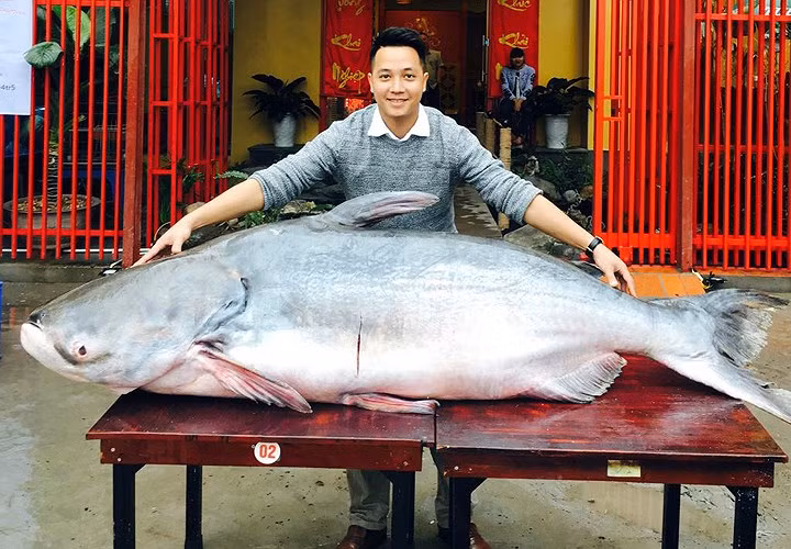 Anh Lê Sỹ Long, chủ một nhà hàng ở quận Cầu Giấy, Hà Nội cho biết vừa mua được một con cá tra dầu "khổng lồ" do ngư dân Campuchia đánh bắt được trên thượng nguồn sông Mekong.