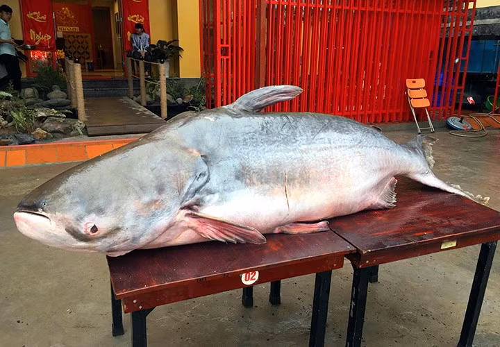 Toàn cảnh "quái ngư" dài 2,3 mét, nặng hơn 160 kg.