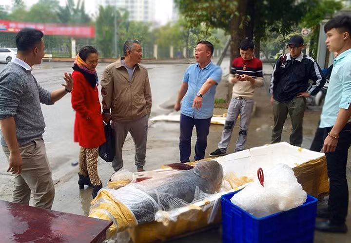 Lý do anh Long quyết định mua con cá tra dầu khủng này vì đó là loại thực phẩm rất hiếm.
