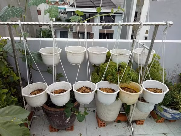 Vườn rau trên sân thượng được thiết kế khá quy củ, ngay ngắn để trồng được nhiều nhất có thể những loại rau quả sạch hàng ngày.