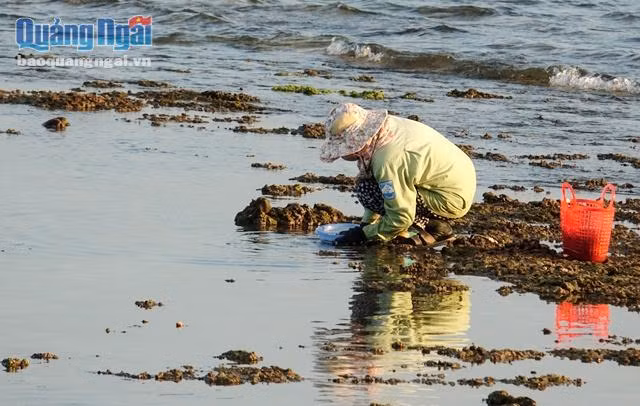 Một buổi “săn” vẹm thường bắt đầu từ 13 giờ chiều đến đến tận chiều tà. Công việc này không khó, chỉ cần kinh nghiệm và sự khéo léo. Bởi vậy, hành nghề “săn” vẹm chủ yếu là chị em phụ nữ, số ít nam giới và một vài trẻ em.