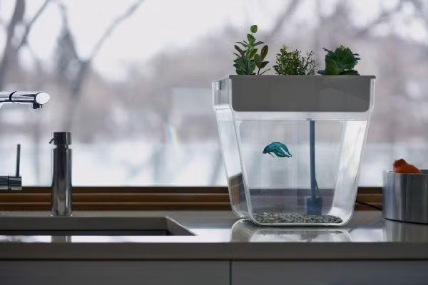 Chiếc bình xinh xắn này sẽ giúp bạn làm cùng lúc 2 công việc: vừa trồng cây, vừa nuôi cá.