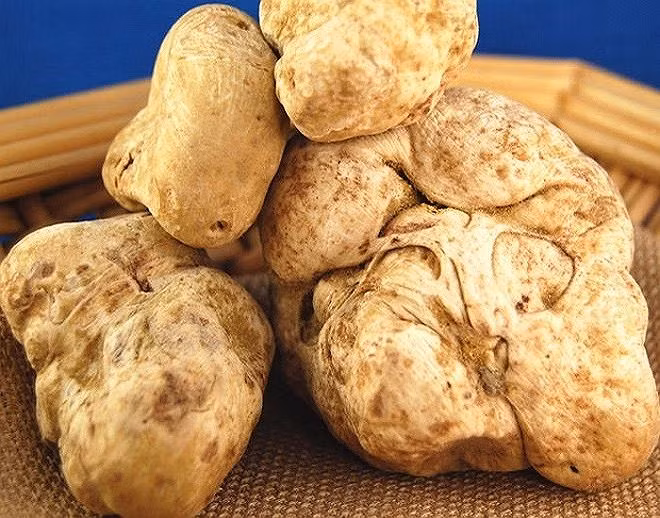 Nấm truffle trắng