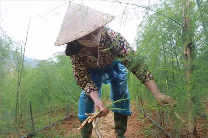Măng tây là giống cây phát triển nhanh, cần dinh dưỡng thường xuyên, chỉ qua một đêm có thể dài lên đến 15cm, vì vậy, chị Hạnh đã thuê thêm bốn nhân công để chăm sóc và thu hoạch măng tây hàng ngày. (Ảnh: Lao Động)