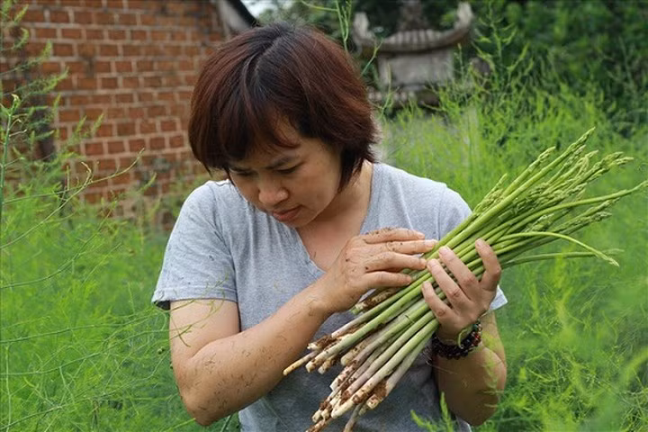 Các sản phẩm măng tây hữu cơ từ vườn của chị Hạnh, lấy thương hiệu là "măng tây Tiên Xuân" hiện nay đang dược cung cấp cho hệ thống nhà hàng, khách sạn và chuỗi cửa hàng rau sạch trên địa bàn Hà Nội. (Ảnh: Lao Động)