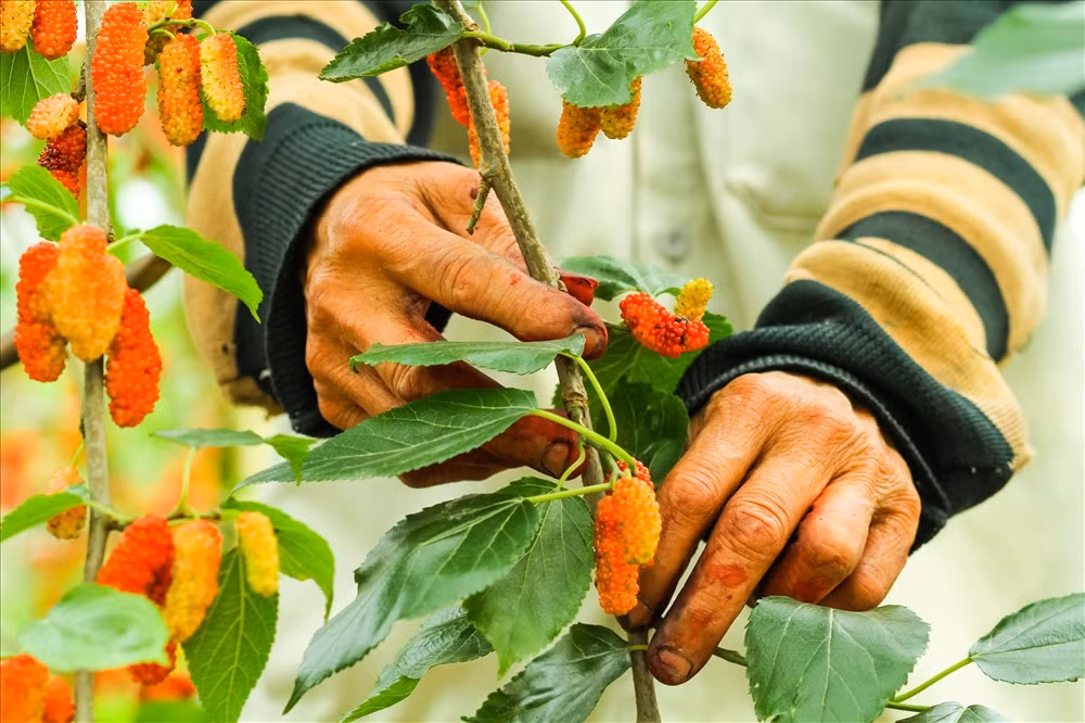 Theo Ông Phạm Ngọc Dũng trưởng hội làm vườn thôn Đức Phúc cho biết: “Việc trồng dâu đến hái dâu là một quá trình bền bỉ, đòi hỏi người dân phải kiên trì. Vì không phải ai cũng đủ sức bền để làm nghề này, hái dâu là phai hái theo lượt., gốc dâu này hôm nay hái xong, ngày mai đã phải quay trở lại làm vì dâu chín rất nhanh, vì thế trồng dâu chưa bao giờ hết việc kể từ khi mùa vụ bắt đầu”.