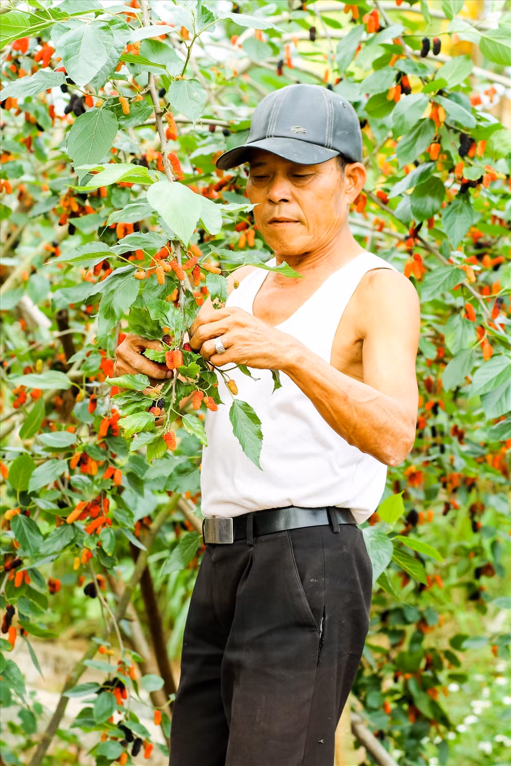 Ông Nguyễn Xuân Sơn (50 tuổi) chủ nhân của 2 mẫu dâu chia sẻ: “Riêng nhà tôi ngày nào cũng phải trẩy dâu, không trẩy là quả đen nó rụng xuống đất hết”.