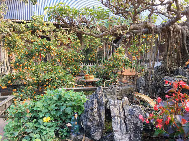 Hiện nay khu vườn nhà chị được phủ xanh bởi nhiều loại khác nhau như cây bonsai: đa, tùng, thông, me rừng, tùng la hán, xanh, si, ổi và tràn ngập màu sắc hoa 4 mùa xuân, hạ, thu, đông.
