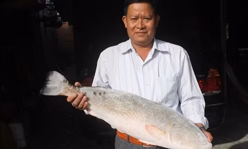 Con cá sủ vàng "khủng" được người dân trả mua tiền tỉ. Ảnh: Lao động