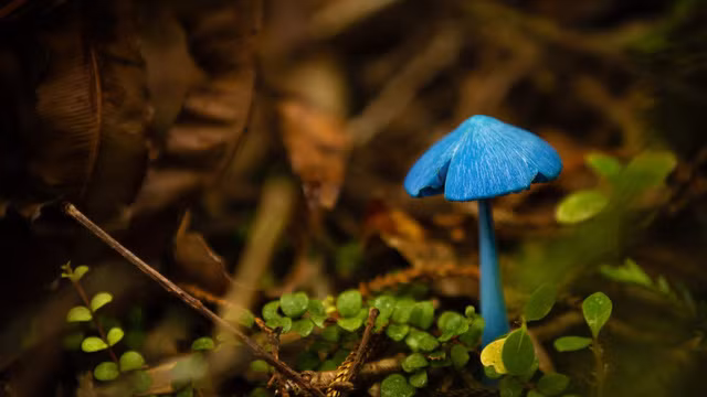9. Nấm Entoloma hochstetteri Có màu xanh và được tìm thấy chủ yếu ở New Zealand và Ấn Độ, đây là loại nấm độc đáo có vẻ đẹp vô cùng kỳ diệu. Cũng vì vẻ đẹp của nó mà một loại tem của New Zealand đã in hình nấm này và phát hành vào năm 2002 rồi được in lên mặt sau tờ 50$ ở New Zealand năm 1990.