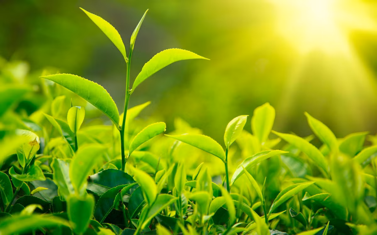 Polyphenol có trong trà xanh được biết đến để tiêu diệt và ngăn chặn sự tiến triển của tế bào ung thư trong cơ thể. Một nghiên cứu cho thấy những người thường xuyên uống trà xanh ít có khả năng phát triển các loại ung thư.