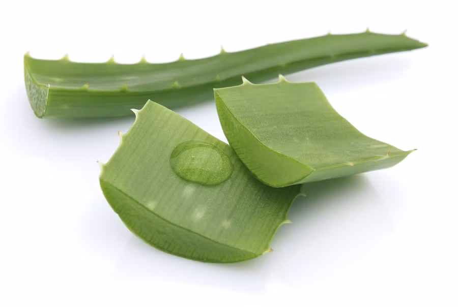 Công thức với nha đam. Nha đam rất giàu chất dinh dưỡng, gồm các vitamin, khoáng chất và axit amin, làm săn chắc, dưỡng ẩm nhẹ nhàng cho làn da. Nha đam có thể được sử dụng để chữa bỏng, các vết trầy xước, kích ứng da và làm mịn các vết rạn da. Bạn chỉ cần chà phần thịt nha đam lên khu vực rạn da, giữ nguyên trong vài phút rồi rửa sạch với nước ấm.