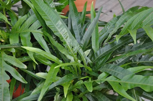 Cây lưỡi hổ. Được khuyên dùng như một cách tuyệt vời để thanh lọc không khí trpng nhà bạn. Nó là loại cây hoàn hảo để đặt trong phòng ngủ bởi chi phí thấp và cần chăm sóc ít. Theo nghiên cứu của NASA, lưỡi cọp là một trong 12 loại thực vật giúp cải thiện không khí trong nhà ở.