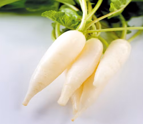 Canh củ cải cũng có thể dùng hàng ngày khi bệnh gút chưa phát. Củ cải cải rửa sạch, thái sợi. Cho củ cải vào xào với dầu thực vật, cho thêm bá tử nhân và nước. Đun hỗn hợp đến chin, cho gia vị vừa ăn. Ảnh: giamcan