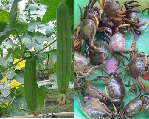 5 mon ngon tu hoa muop bo duong-Hinh-5