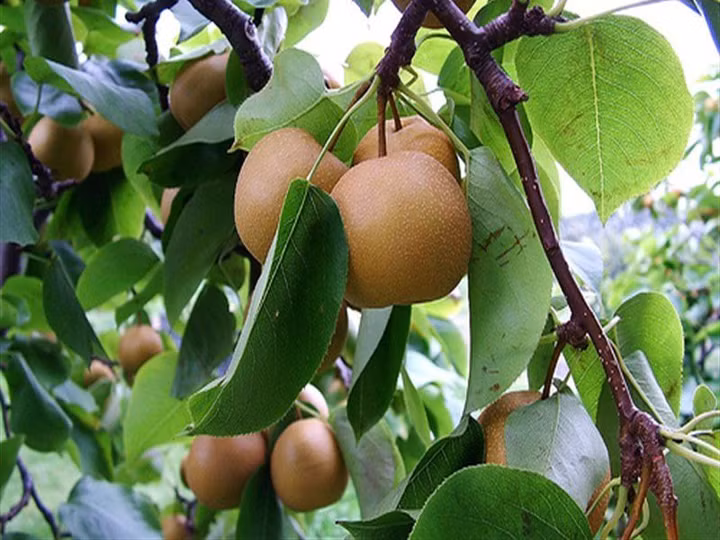 Đặc biệt, trong quá trình hoạt động, chất xơ có trong quả mắc cọp có khả năng thải loại các hóa chất gây ung thư ruột kết. Chính vì thế chăm chỉ ăn mắc cọp giảm nguy cơ mắc ung thư ruột kết. (Nguồn Doansach)