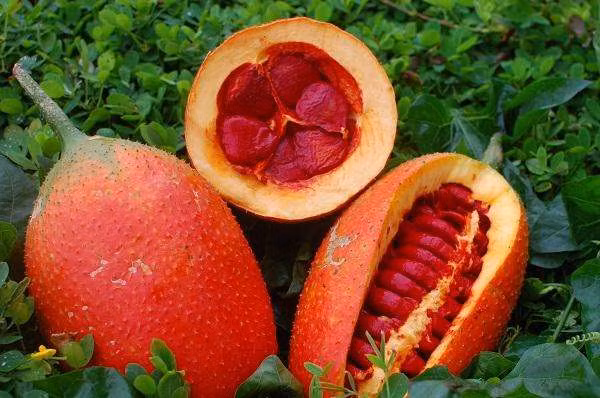 Tách lấy vỏ ngoài hạt và thái nhỏ rồi đổ thêm dầu đun lửa nhỏ đảo đều tay tầm 5-10 phút. Khi cái săn lại thì vớt ra lọc lấy nước đó là phần tinh dầu. Dùng tinh dầu này thoa đều lên vùng da bị nám để qua đêm. Ảnh: Soso.
