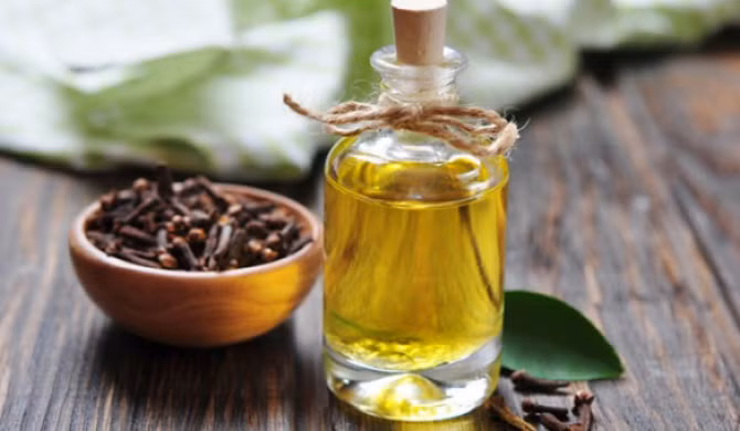 Dầu đinh hương cũng hỗ trợ điều trị chảy máu chân răng khá hữu hiệu. Bạn chỉ cần bôi dầu đinh hương lên phần toàn bộ chân nướu, nhất là vùng nướu vị chảy máu sẽ làm vết viêm se lại. (Nguồn Newhealthadvisor)