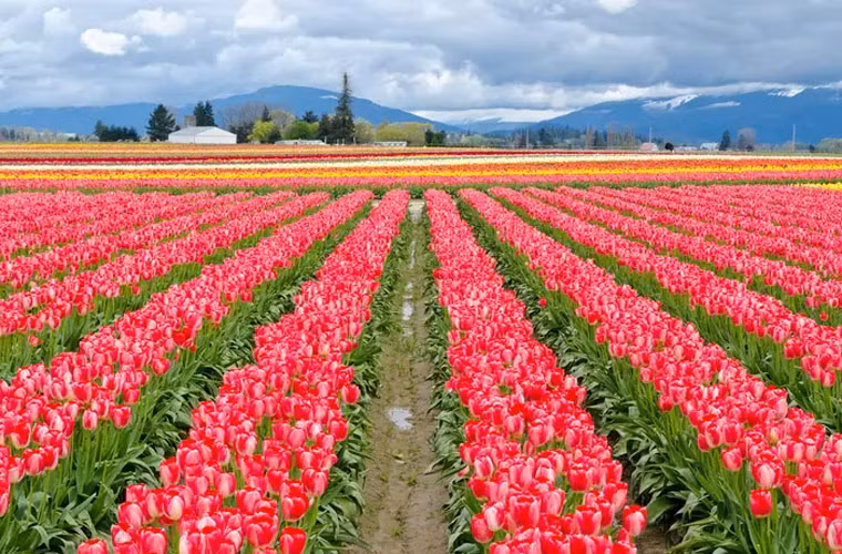 Cánh đồng hoa Tulip ở thung lũng Skagit, Washington, là một trong những cảnh quan tuyệt đẹp tựa chốn thiên đường ở nước Mỹ vào mùa xuân.