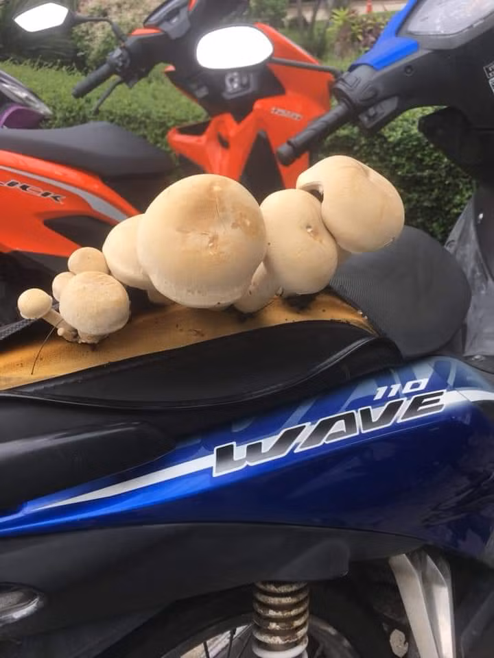 Ky di nam khong lo choi ra yen xe may