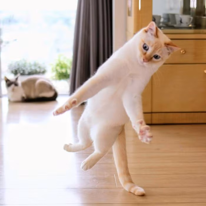 Thaco không có ngoại hình vô cùng đặc biệt, cũng không sở hữu khối tài sản thừa kế kếch xù từ chủ nhân, Chaco khiến mọi người hâm mộ bởi những màn "nhảy múa" đỉnh cao của mình.