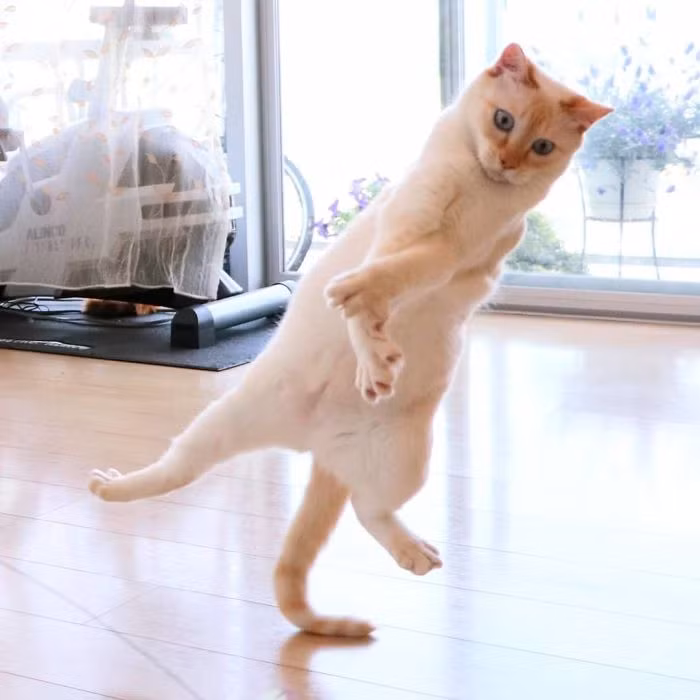 Đôi khi, Chaco lại trông như đang nhảy hiphop, mạnh mẽ, khỏe khoắn, đầy lôi cuốn.