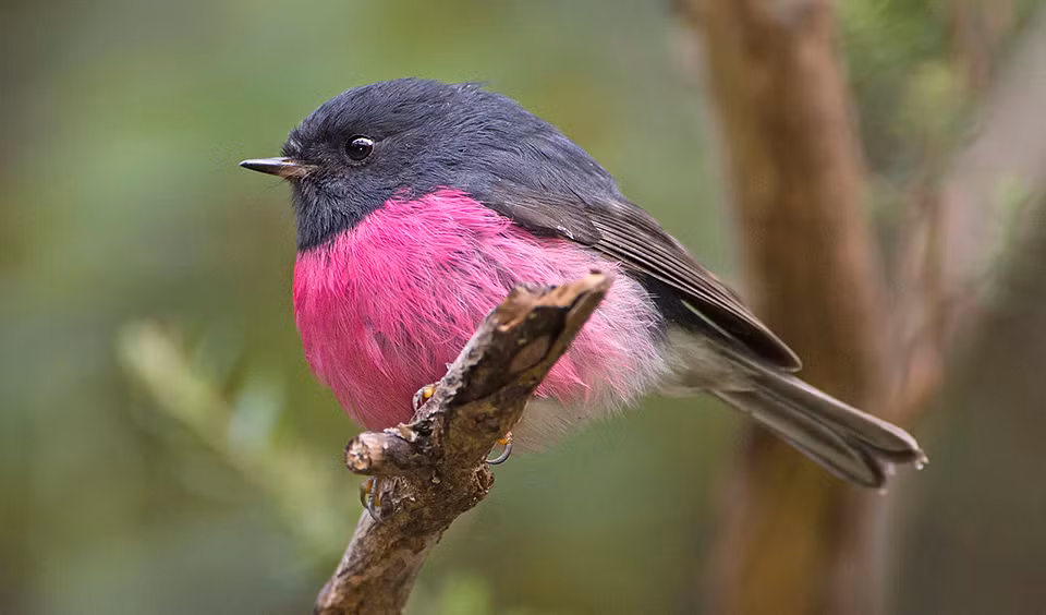 Giống như nhiều loài chim trong họ, những con chim bụng hồng Pink Robin là dị hình giới tính.