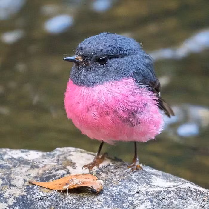 Phối màu lông của chim Pink Robin cực kỳ thời trang, là hai màu xám và hồng.