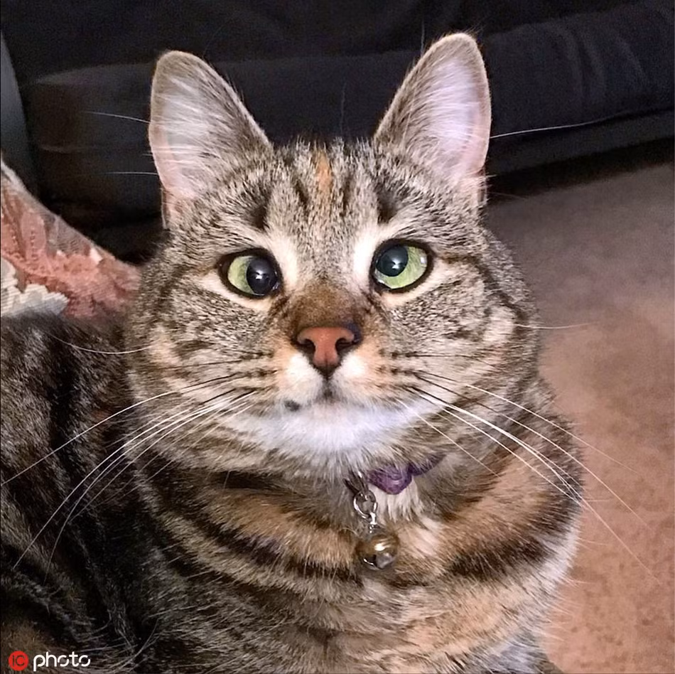Chú mèo mắt lác Olive này là chú mèo tabby lông ngắn sống ở New York, Mỹ. Bằng sự khác biệt của mình, Olive có tới hơn 30.000 người hâm mộ chỉ riêng trên trang IG cá nhân.