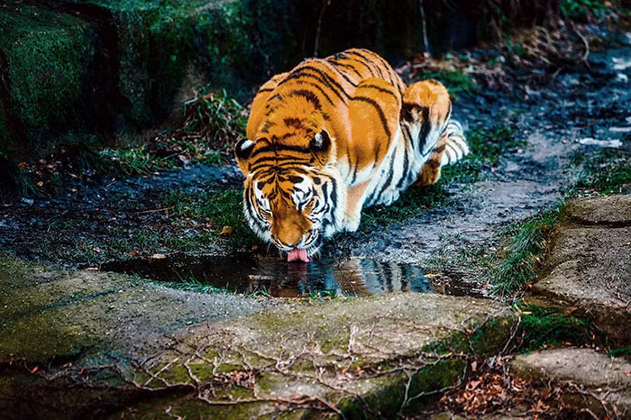 Hóa ra, điểm trắng nằm giữa viền đen trên tai của hổ vằn chính là một sự ngụy trang tuyệt vời. Nó khiến đôi tai của hổ vằn có hình dạng như một đôi mắt khổng lồ, khiến con mồi bối rối.
