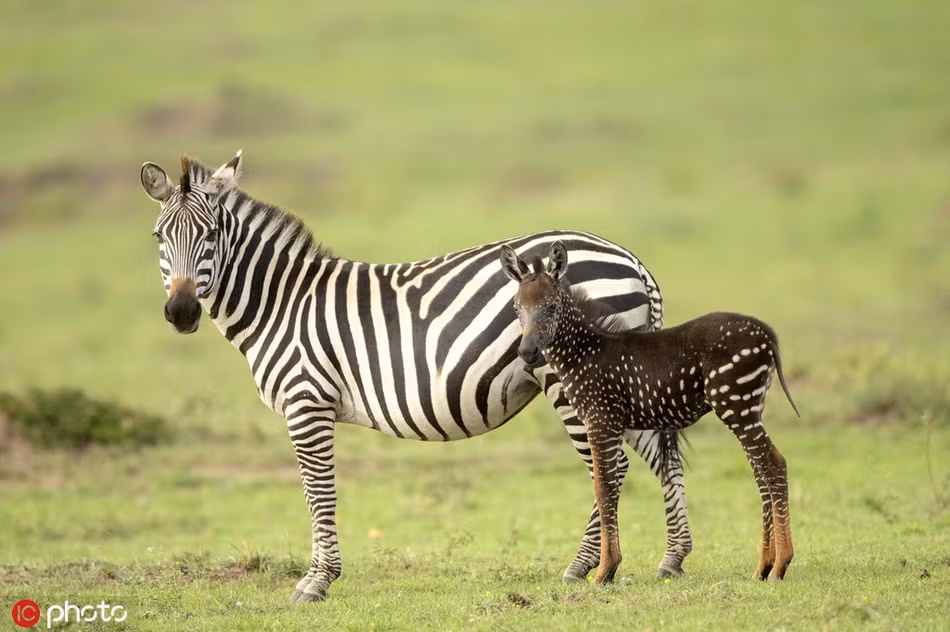 Mới đây, tại khu bảo tồn thiên nhiên và động vật hoang dã Masai Mara, Kenya, hướng dẫn viên đồng thời là một nhiếp ảnh gia nghiệp dư Atony Tira phát hiện một con ngựa vằn đột biến gen có ngoại hình vô cùng kỳ lạ.