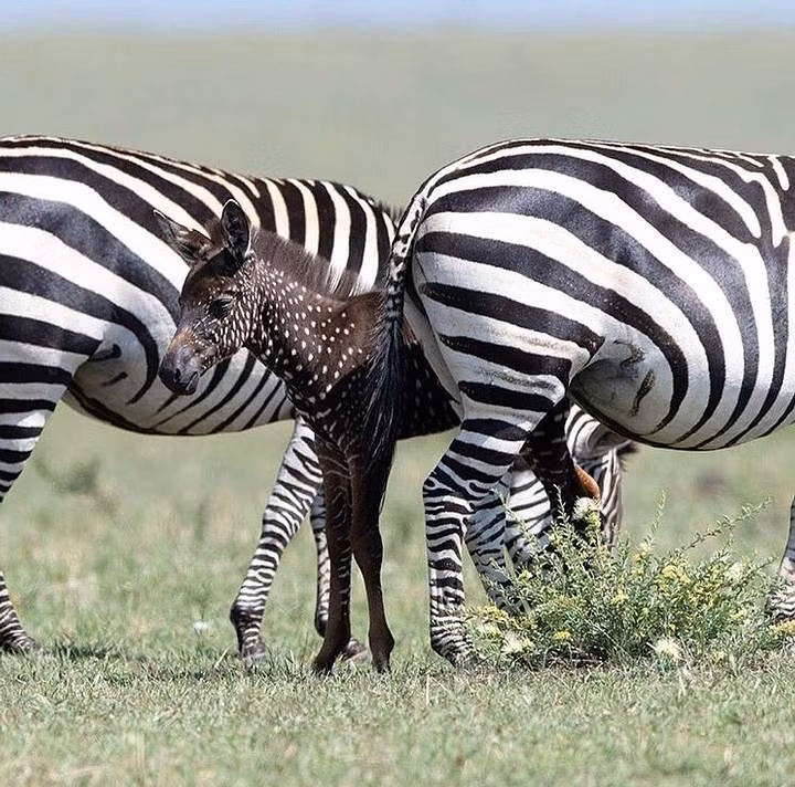 Theo một số chuyên gia, con ngựa vằn kỳ lạ này giống như ngựa quagga, một phân loài đã tuyệt chủng của loài ngựa vằn đồng bằng từng sống tại Nam Phi.