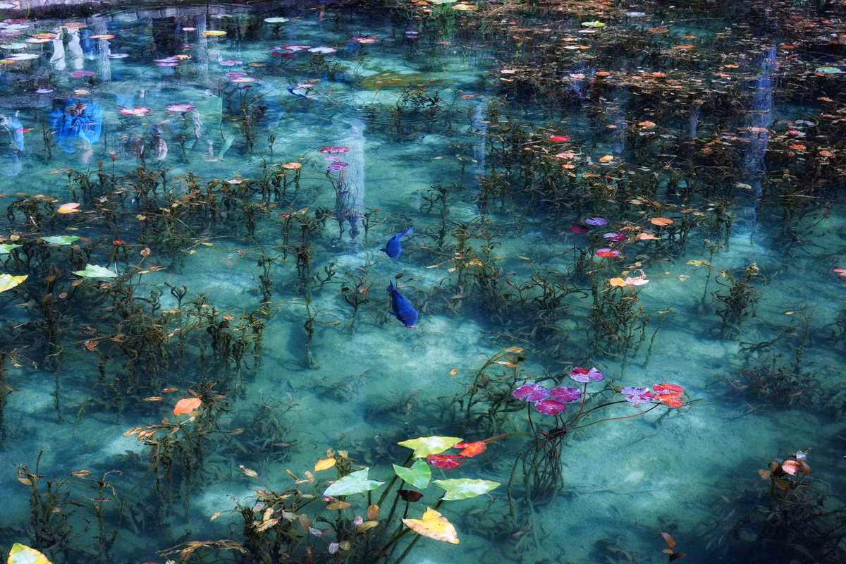 Ao Monet có dòng chảy từ các nguồn suối trên núi Koga xuống với nhiều dinh dưỡng thiết yếu cho vi khuẩn hình thành. Nước ao trong suốt nhìn thấu đáy với màu sắc liên tục thay đổi. Bên dưới ao là hoa súng nổi bồng bềnh cùng sắc nước lóng lánh như màu thủy tinh, tạo nên cảnh sắc đến siêu thực.