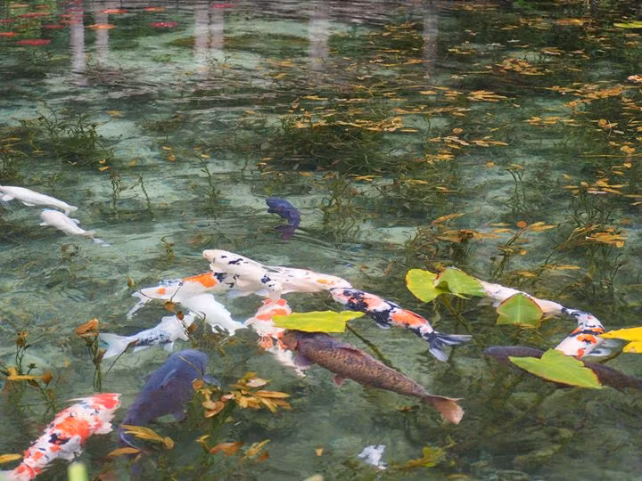 Sở dĩ được đặt tên là Monet bởi phong cảnh hữu tình nơi đây khiến người ta liên tưởng tới bức họa "Hoa loa kèn nước" của danh họa nổi tiếng người Pháp Claude Monet.