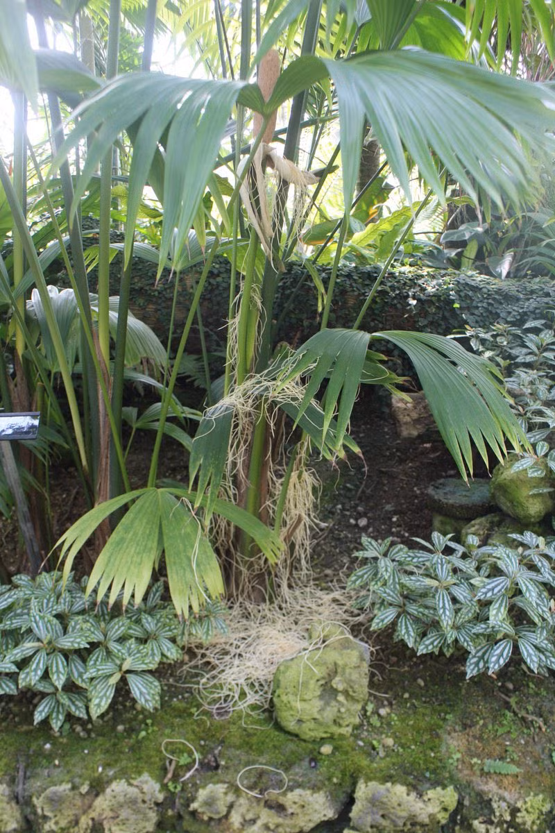 Thế nhưng, "cây mỳ" lại không chút liên quan đến bắp ngô hay mỳ tôm. Trên thực tế, đây là cây toquilla, một loài cây thuộc họ cọ, sống ở vùng nhiệt đới châu Mỹ và, thấy nhiều ở Ecuador.