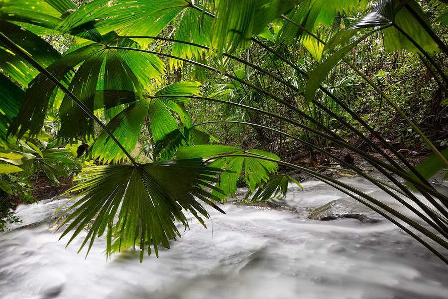 Cây toquilla.