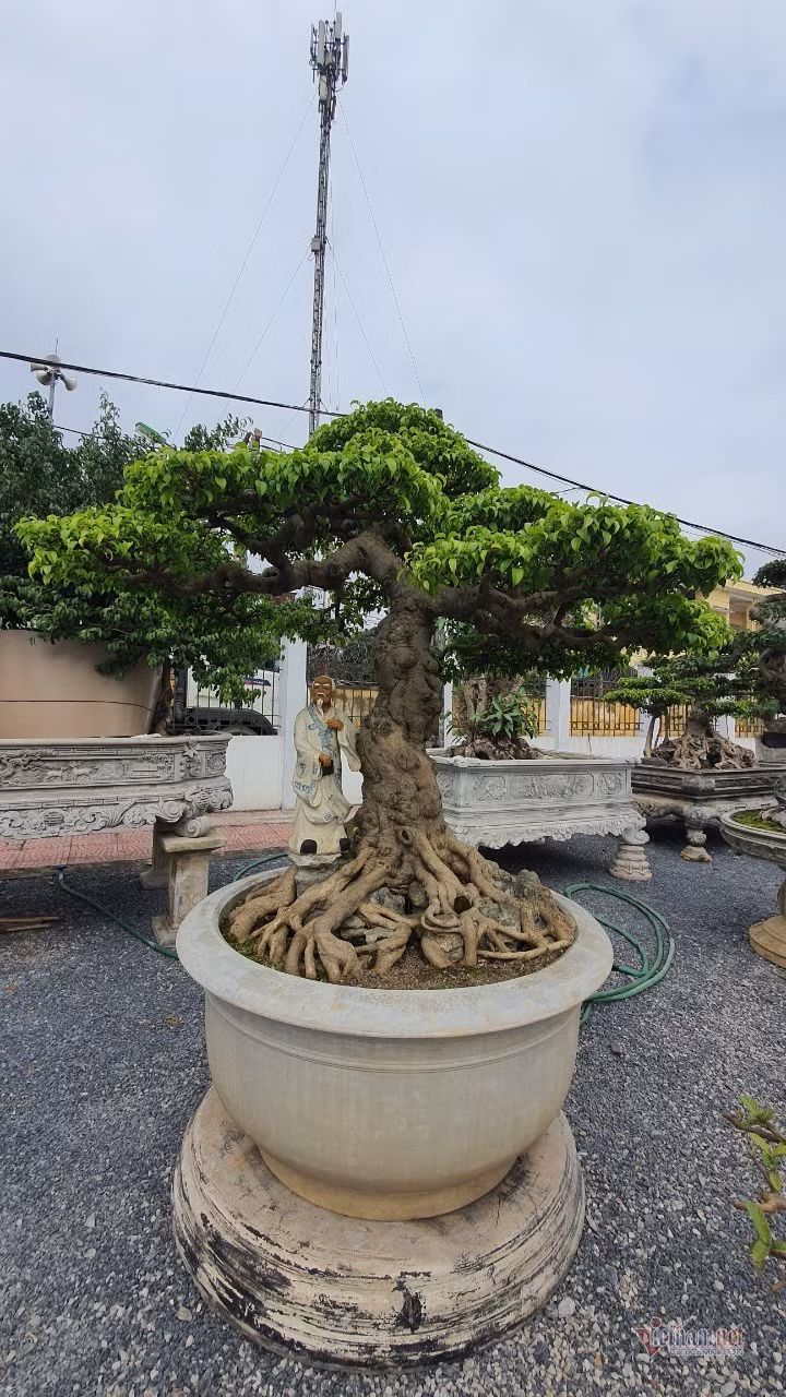 Vườn hội tụ những 'siêu cây' đình đám khắp 3 miền - Hình 18 Vuon hoi tu nhung 'sieu cay' dinh dam khap 3 mien-Hinh-18