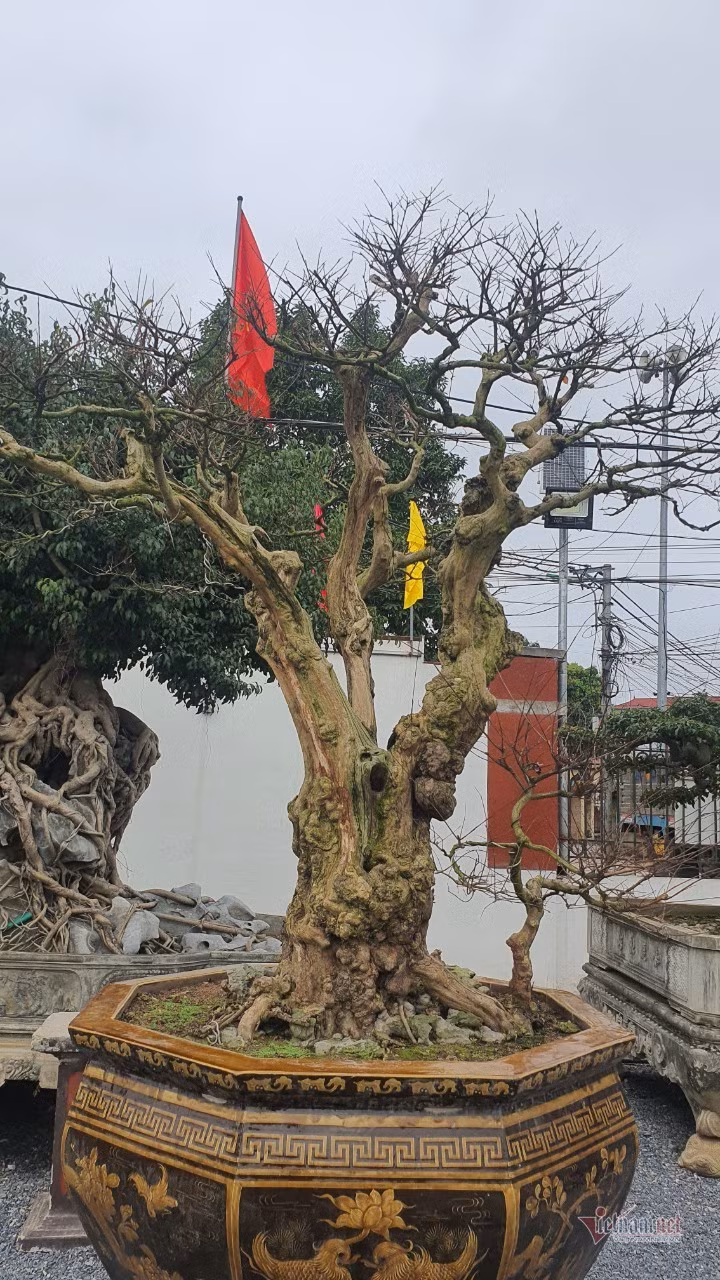 Vườn hội tụ những 'siêu cây' đình đám khắp 3 miền - Hình 19 Vuon hoi tu nhung 'sieu cay' dinh dam khap 3 mien-Hinh-19