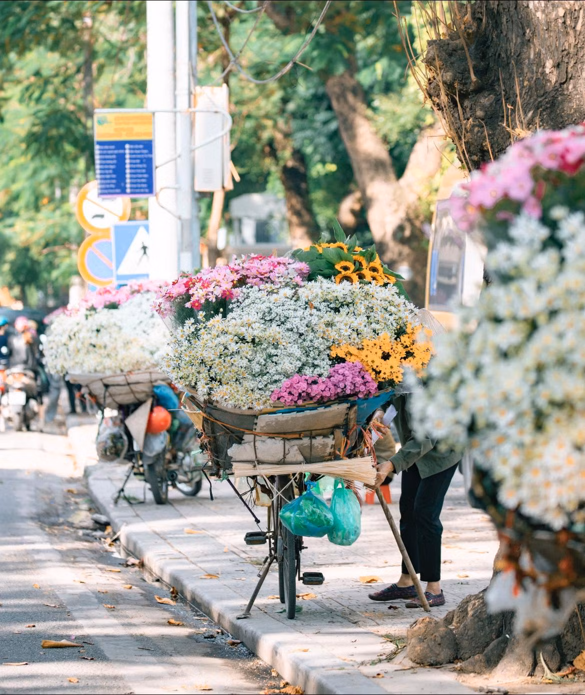 Lướt dọc các con phố lớn như Phan Đình Phùng, Thụy Khuê, Thanh Niên, Nguyễn Đình Thi... những chiếc xe chở hoa cúc họa mi nườm nượp xuất hiện.