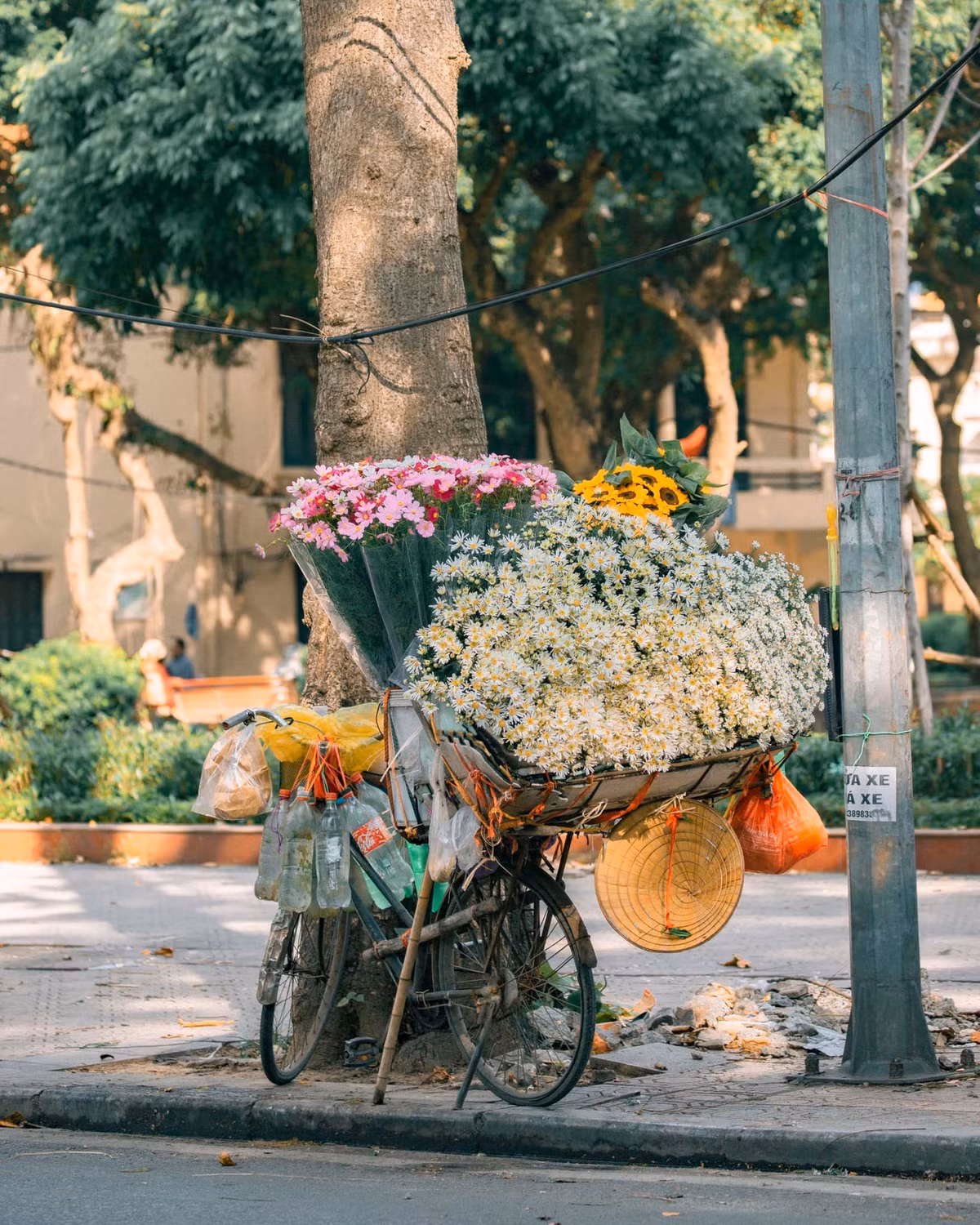 Dù chỉ mới chớm vài ba bó nhưng thấy họa mi là thấy đông sắp về.