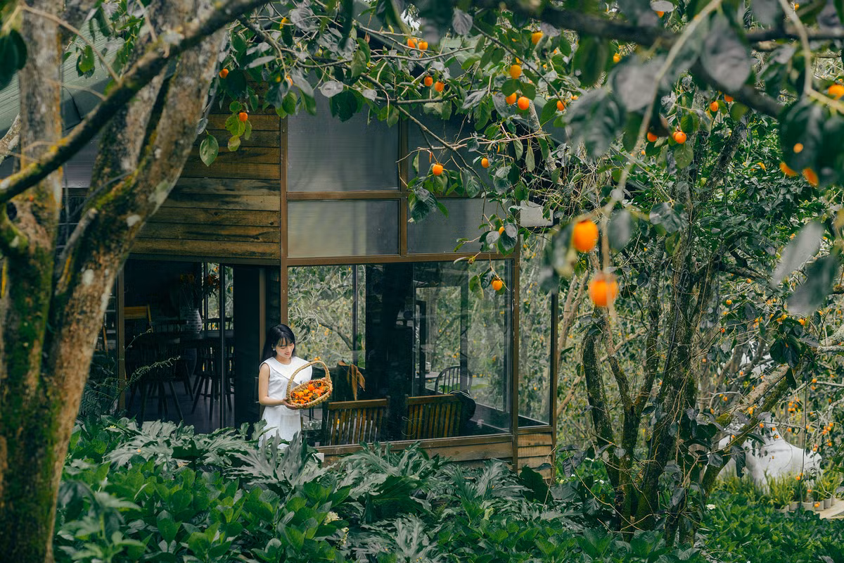 Ngoài phục vụ đồ uống như những tiệm cà phê thông thường, du khách đến đây có thể tự tay ra vườn hái hồng chín. Địa chỉ: Quốc lộ 20, Xuân Trường. Ảnh: Tiệm Cà Phê Vườn Hồng Nhà Tom