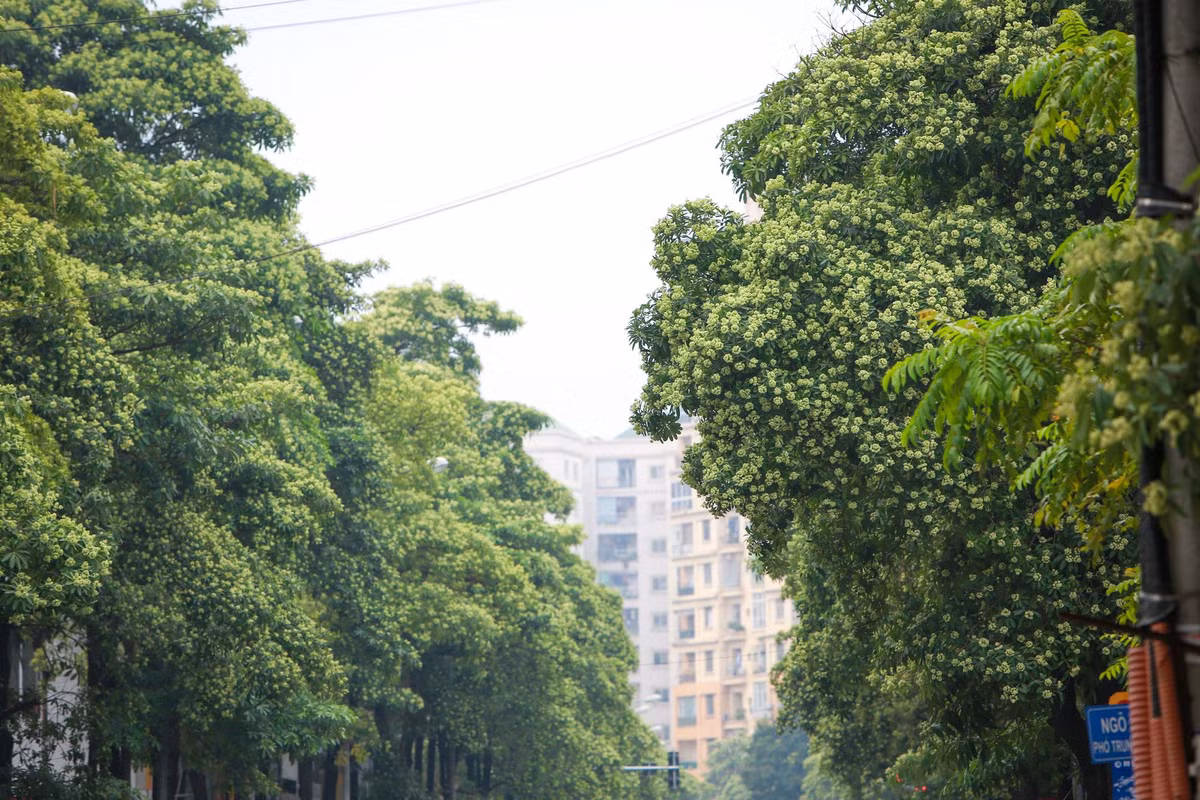 Những cây hoa sữa được trồng cách nhau chỉ vài mét, trở thành địa điểm với những góc sống ảo với đầy đủ concept khác nhau. Ảnh: Sưu tầm